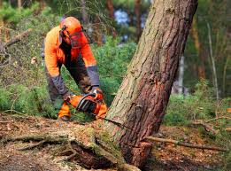 Why Choose Our Tree Removal Services in Sunnyside, GA?