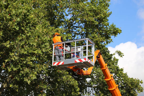 Best Leaf Removal  in Sunnyside, GA