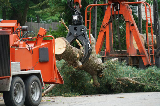 Best Lawn Mowing  in Sunnyside, GA